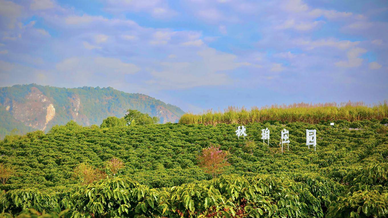 临沧咖啡走出致富新路径